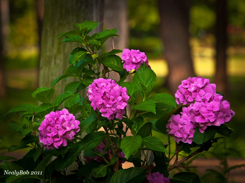 Hydrangea May 21
