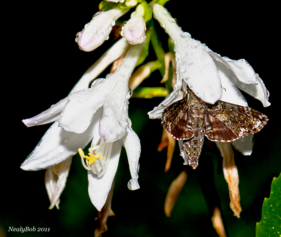 Hummingbird Moth August 14
