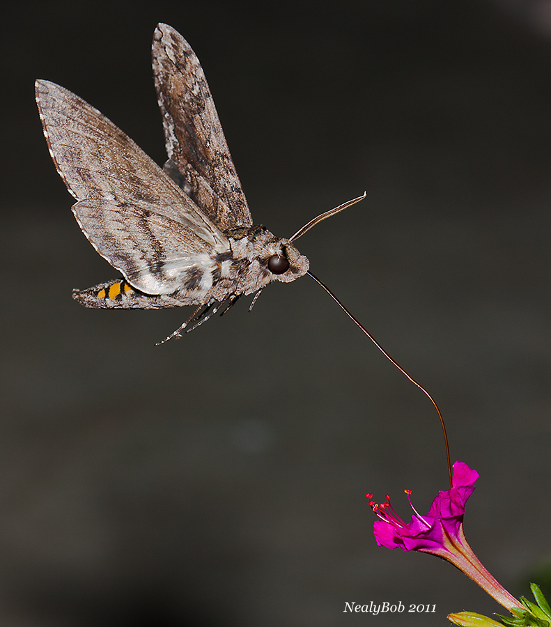 HummingBird Moth