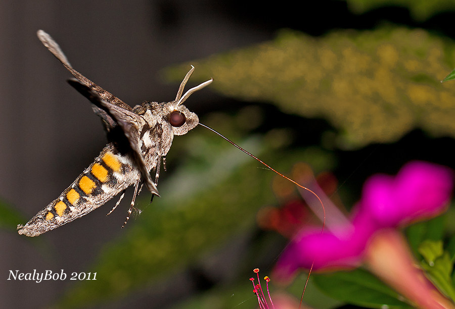 HummingBird Moth August 16