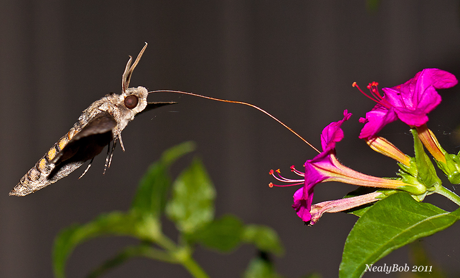 HummingBird Moth