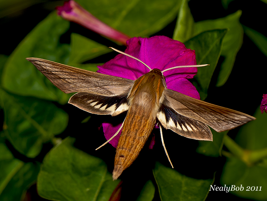 Tersa Sphinx