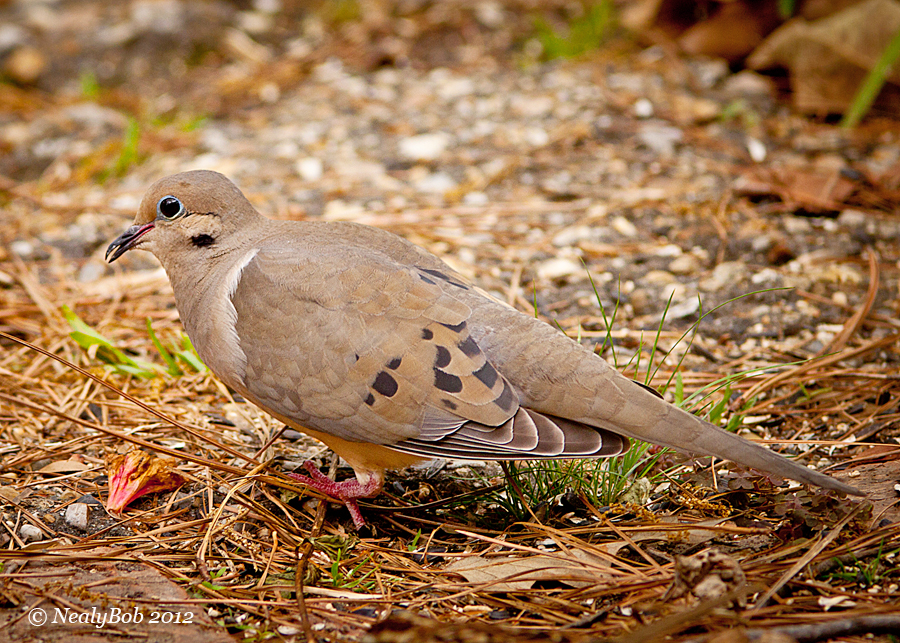 Mourning Dove March 17