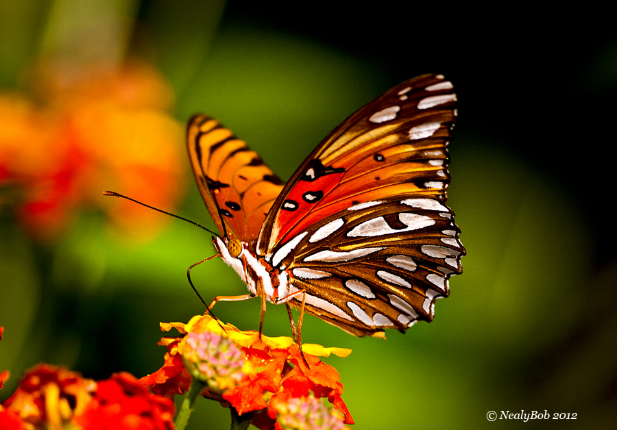 Gulf Fritillary May 31