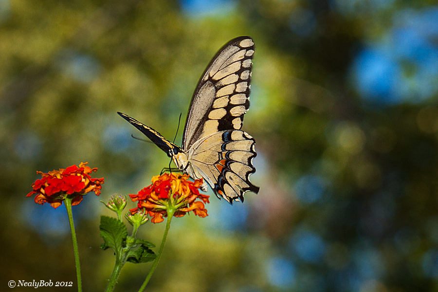 Butterfly June 2