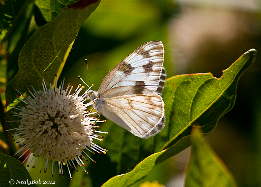 Checkered White June 6