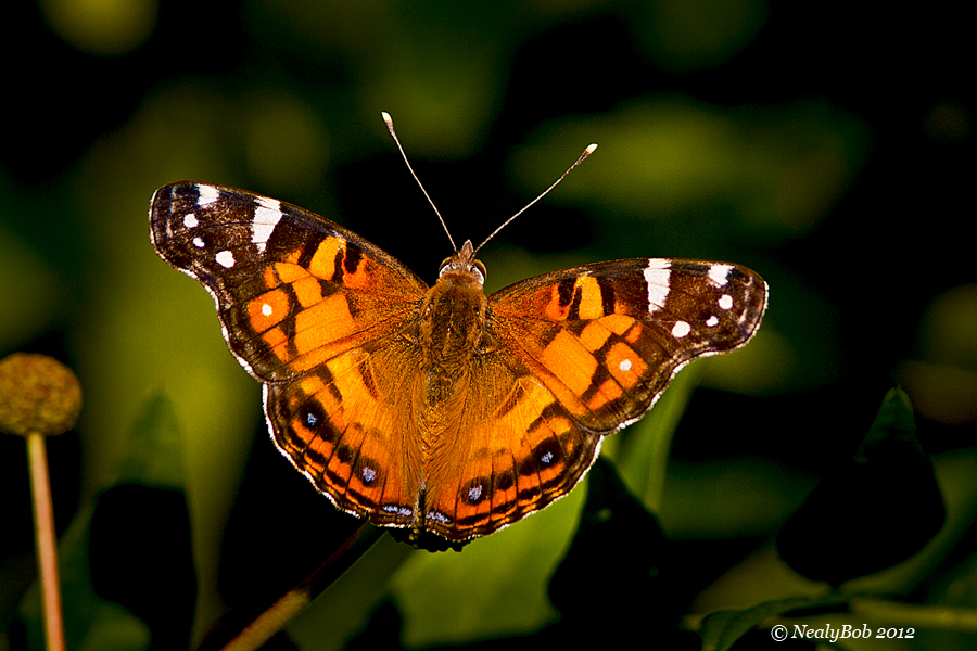 Painted Lady June 7