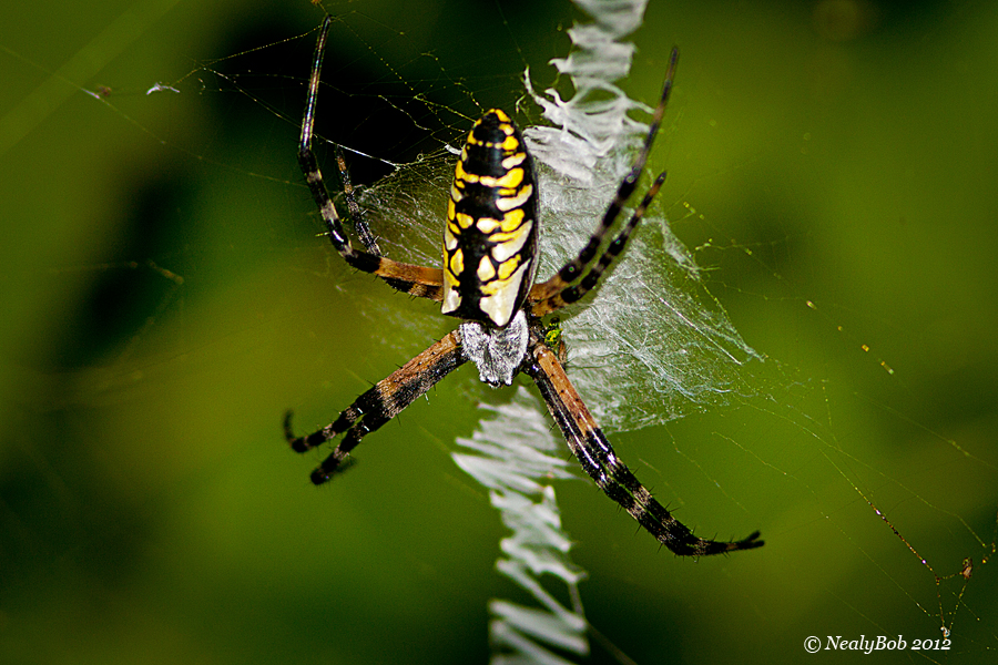 Spider June 8