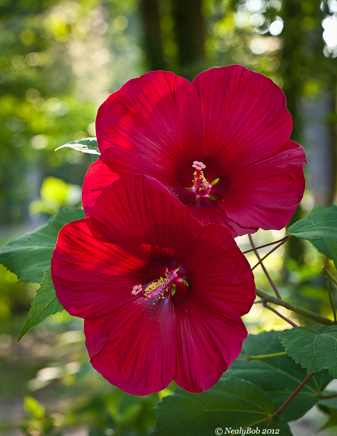 Hibiscus June 19