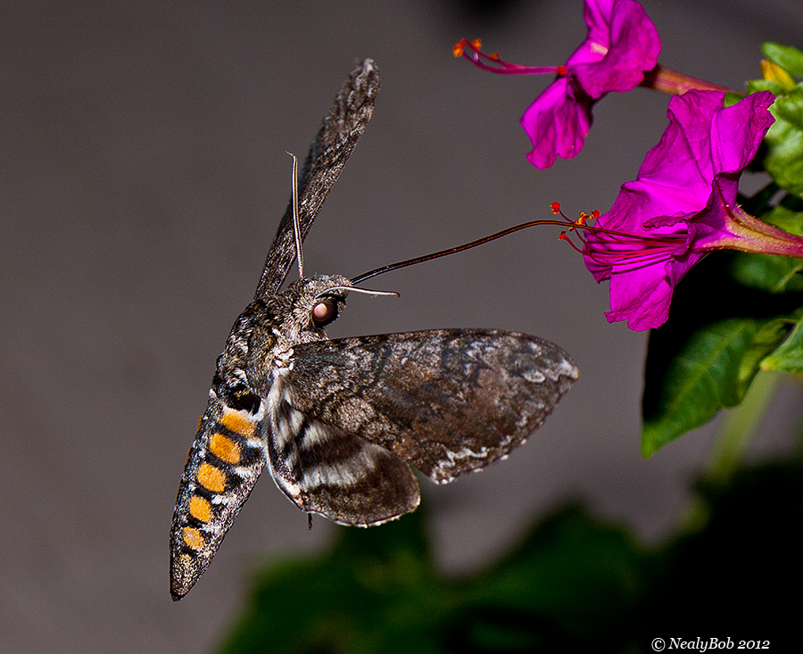 Hummingbird Moth July 12