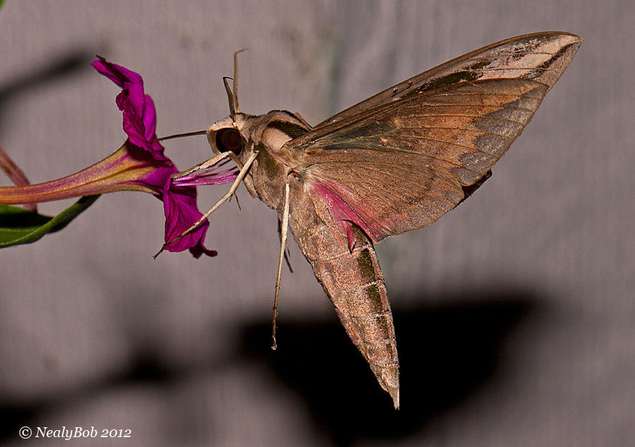 Hummingbird Moth