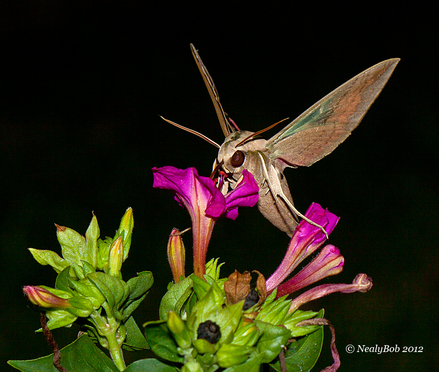 Hummingbird Moth