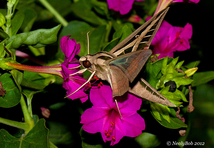 Hummingbird Moth