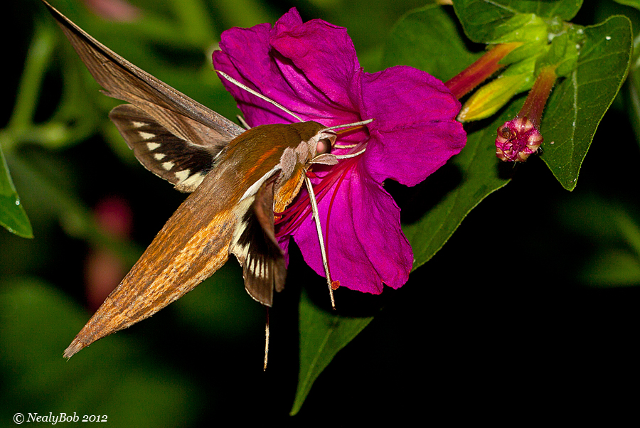 Hummingbird Moth