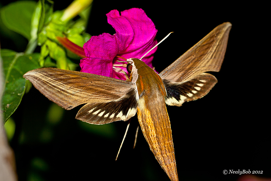 Hummingbird Moth