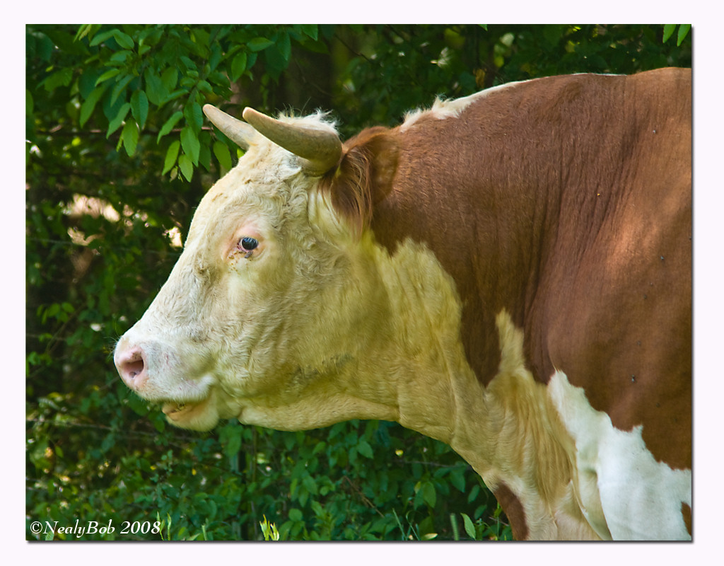Bull Profile