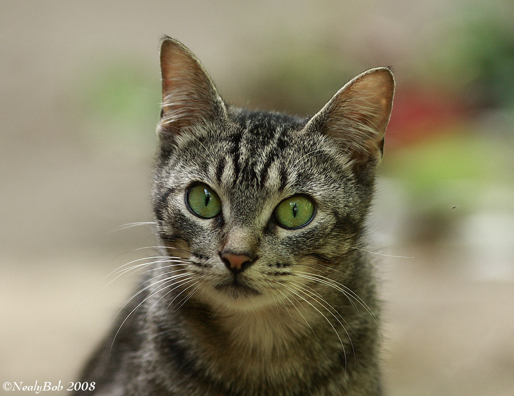 CatEyes May 14