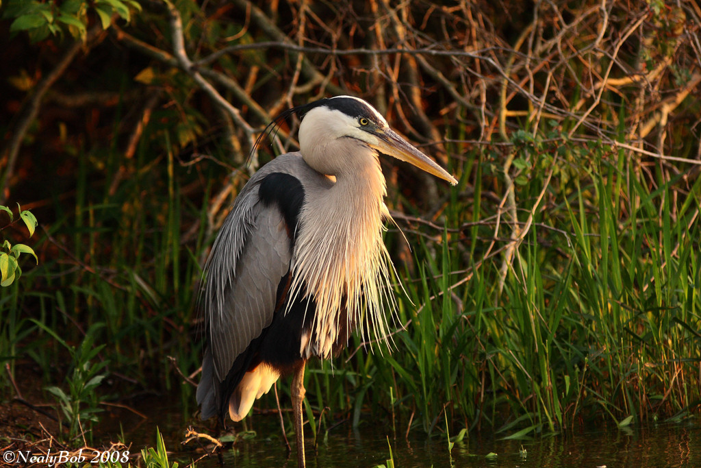 Great Blue