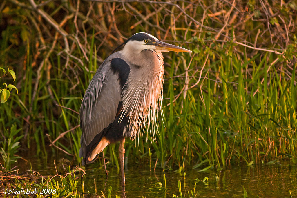 Great Blue Heron