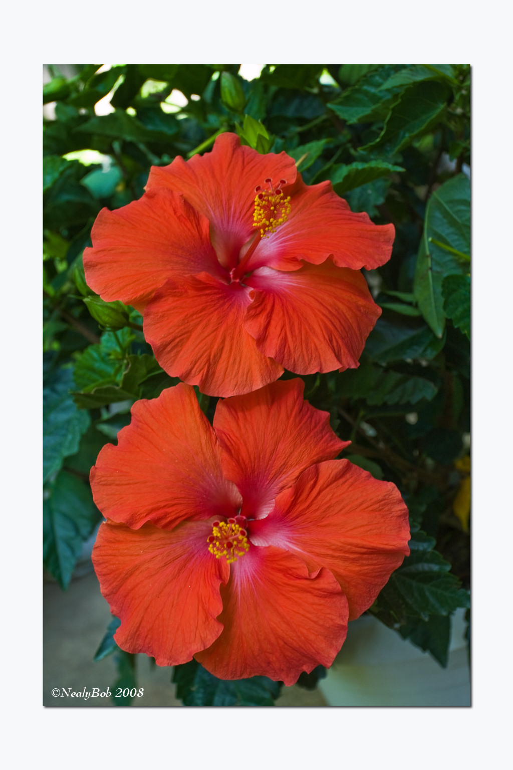 Hibiscus May 22