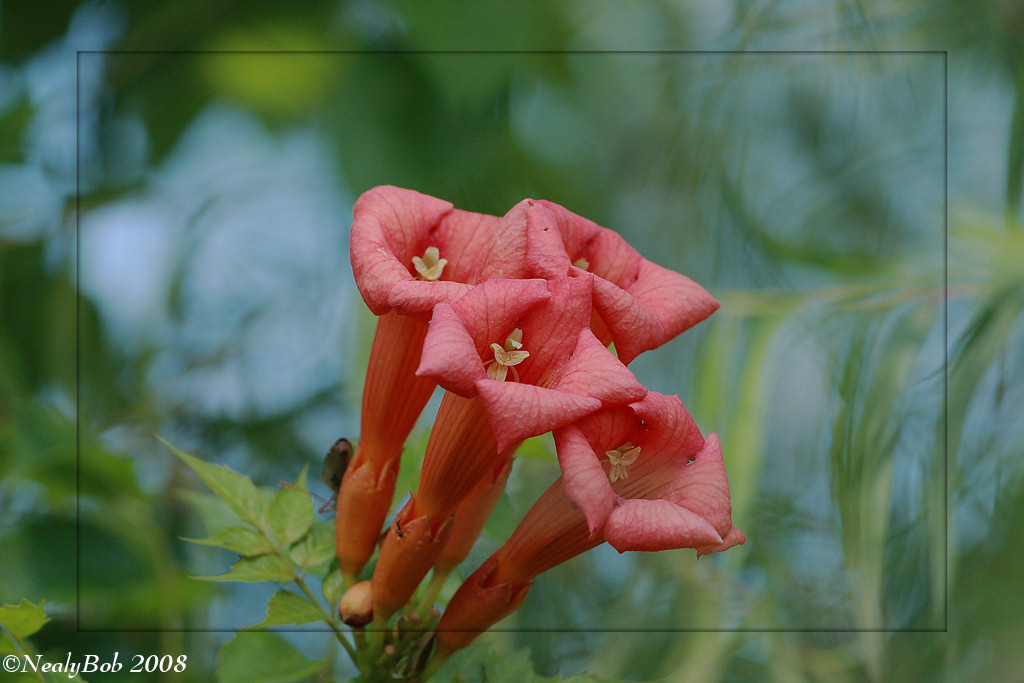 Trumpet Bloom May30