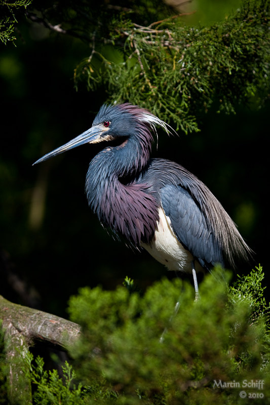 Little blue heron