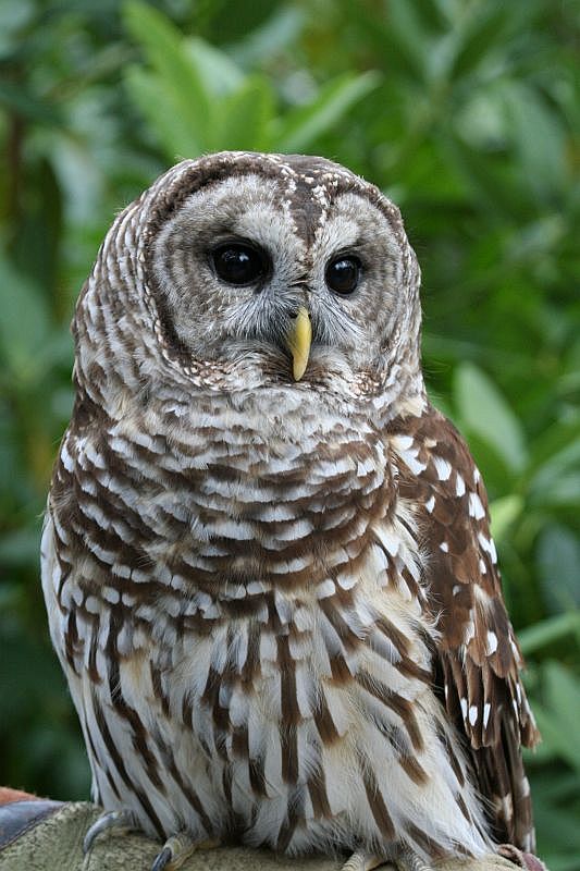 Barred Owl