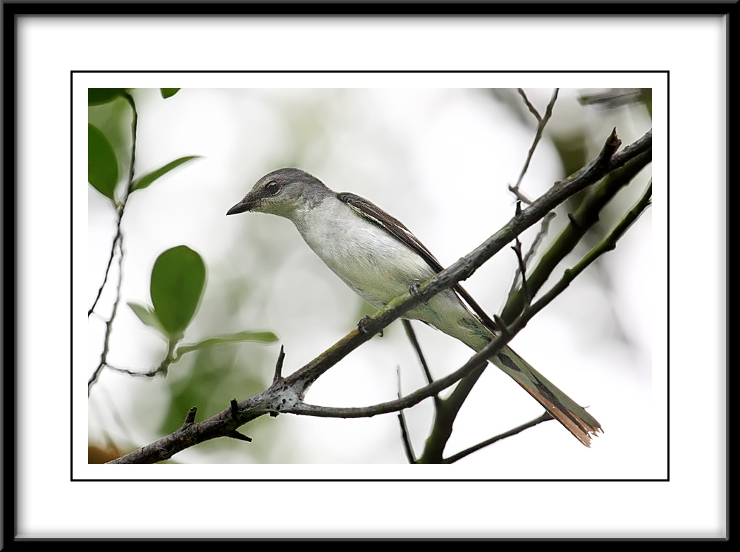 Ashy Minivet.jpg