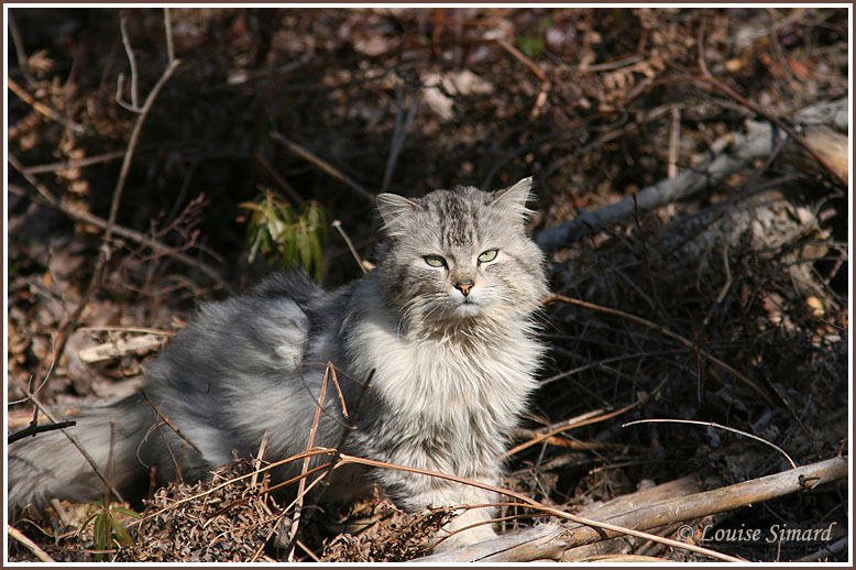 Chat / Cat