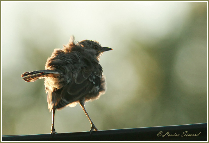 Moqueur polyglotte juvnile / Northern Mockingbird