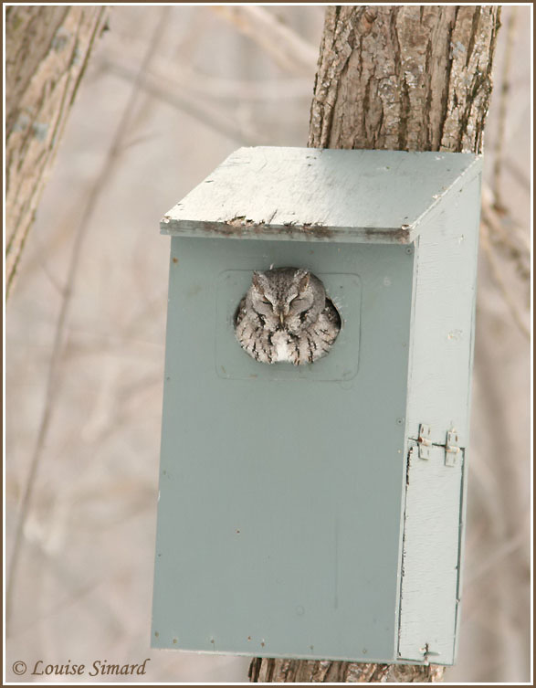 Petit-duc macul / Eastern Screech-Owl
