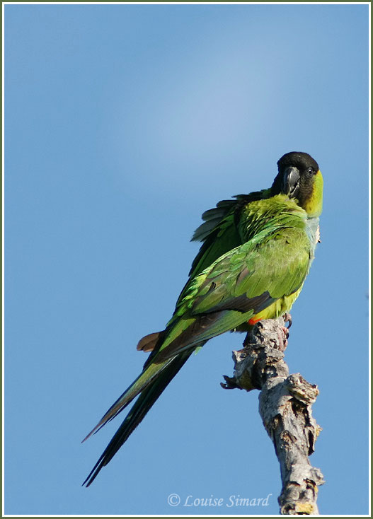 Conure  face noire / Black-hooded Parakeet