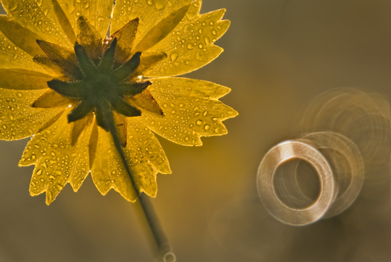 Coreopsis lanceolata