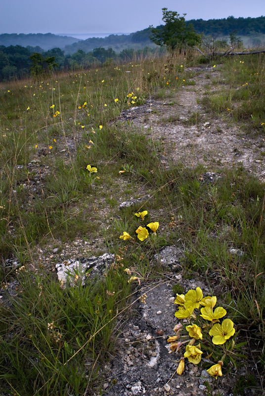 Evening Primroses