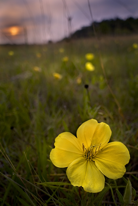 Missouri Evening Primrose
