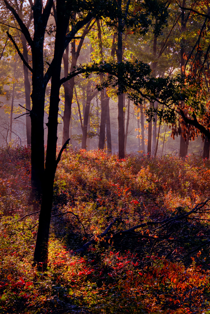 morning mist