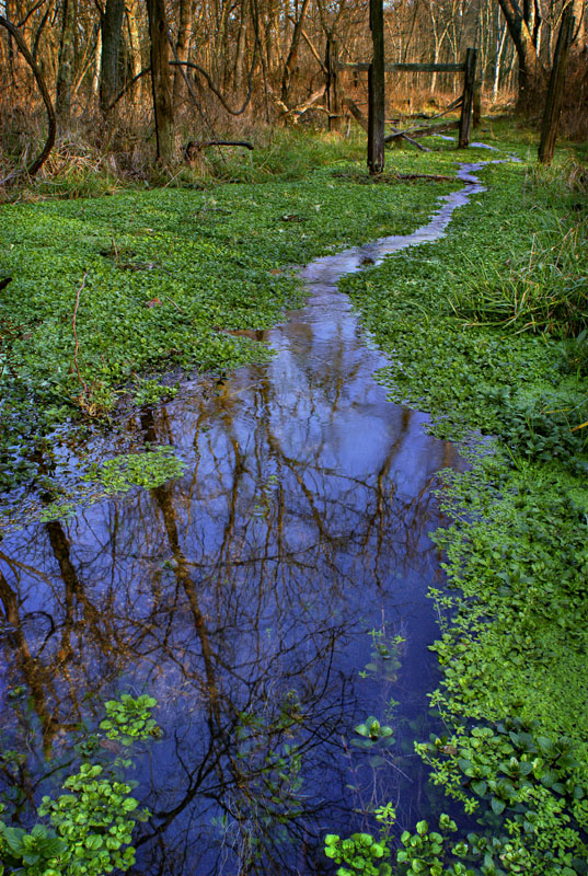 Homestead Springs