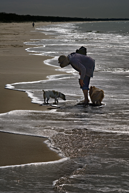 Dogs and surf