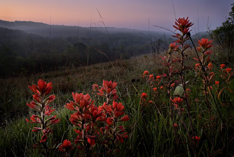 Indian Paintbrush