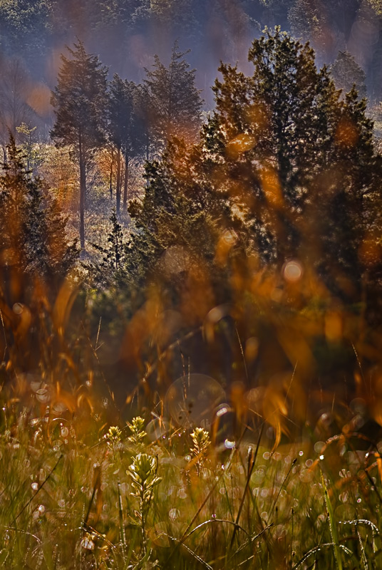 The glade through the grass