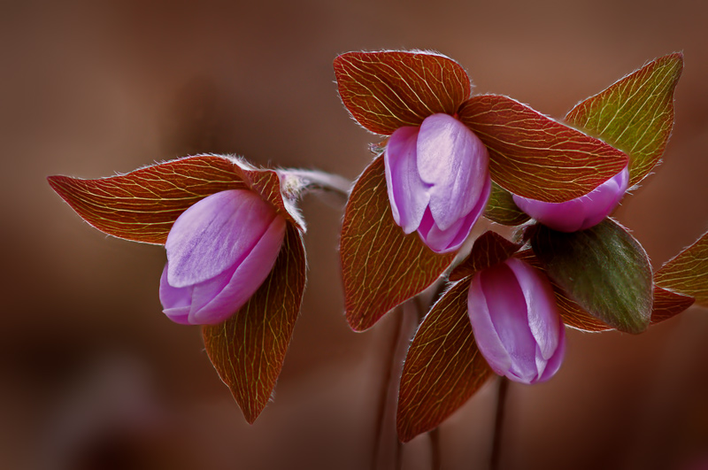 Sharp-Lobed Hepatica (Hepatica nobilis)