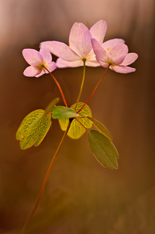 Rue Anemone