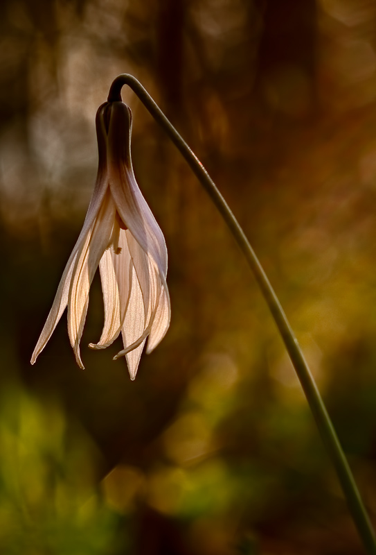 White Dogtooth Violet (Erythronium albidum)