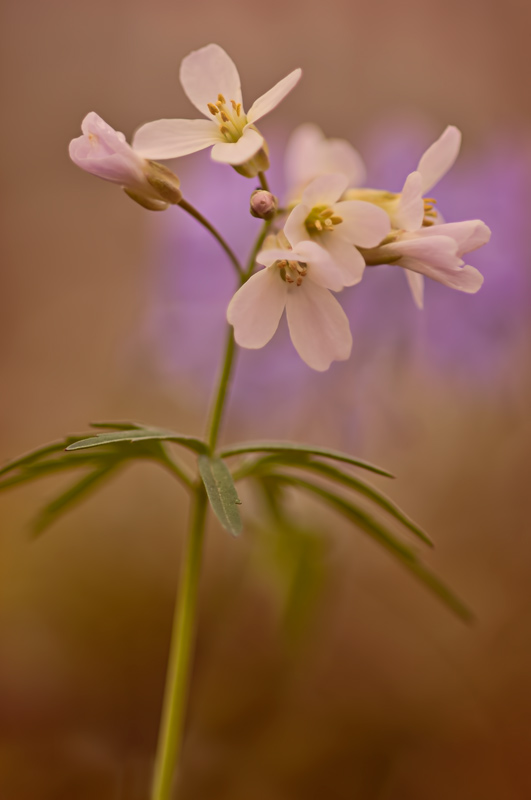 Toothwort