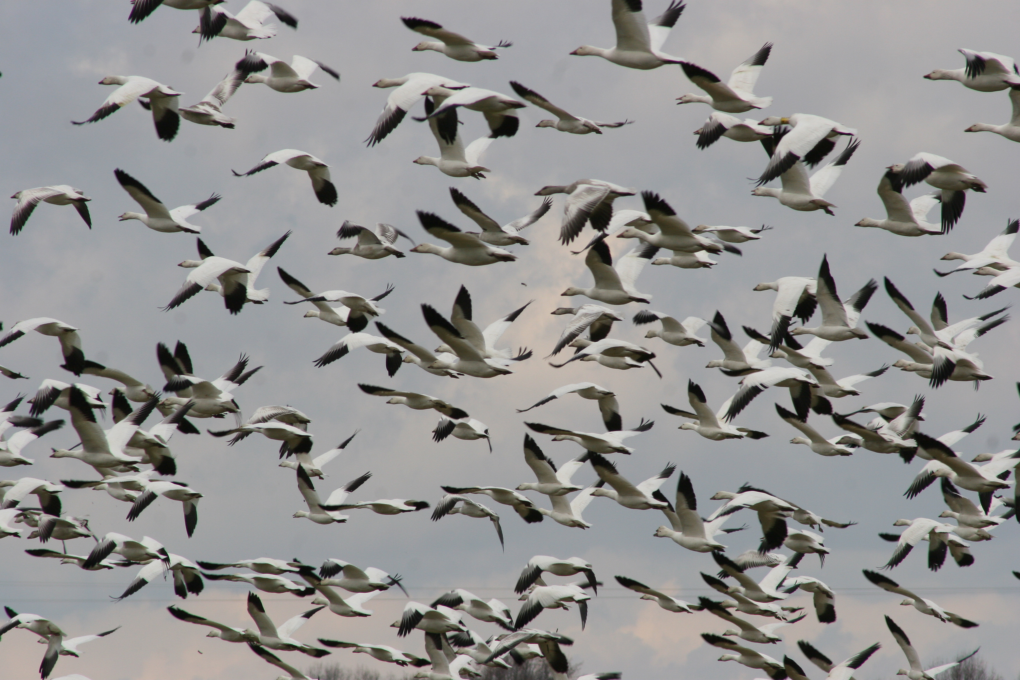 Snow Geese at Forsythe