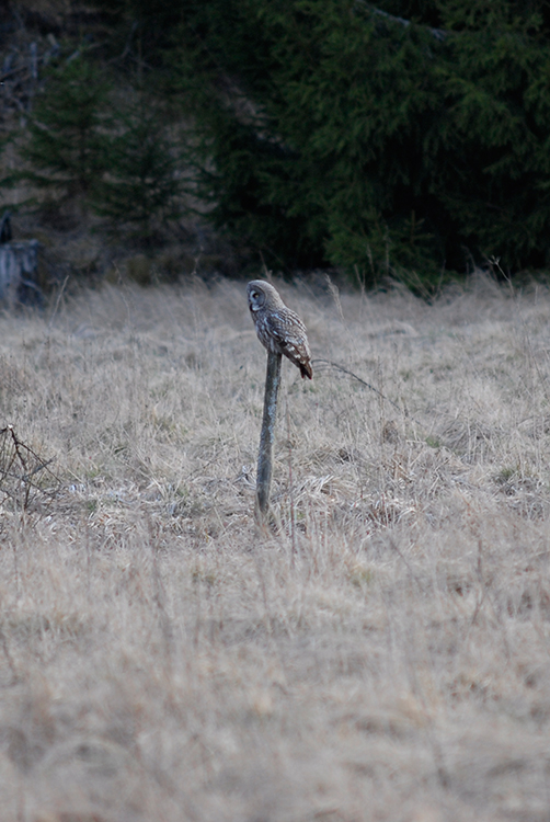 Great Grey Owl