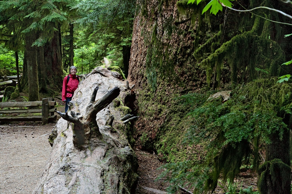 Fallen douglas fir