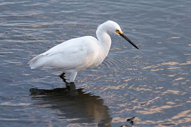 Snowy Egret
