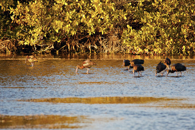 Glossy Ibis