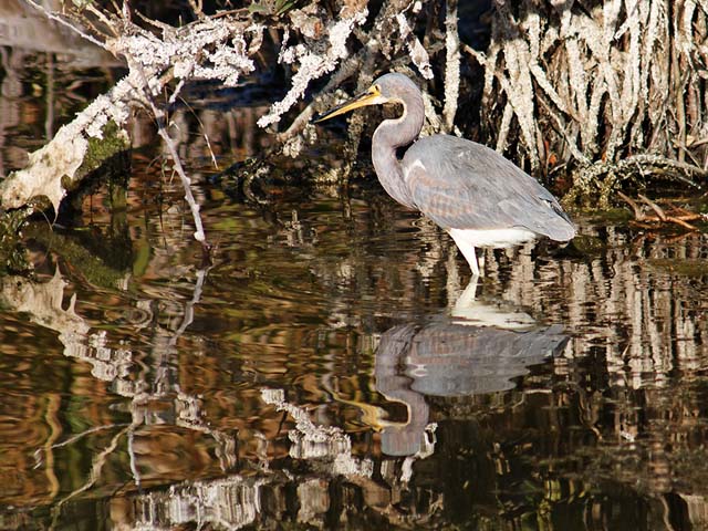 Tricolored Heron